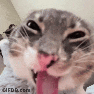 A Close Up Of A Cat Licking Its Nose GIF