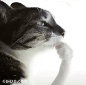 A Close Up Of A Cat Licking Its Paw On A White Background GIF