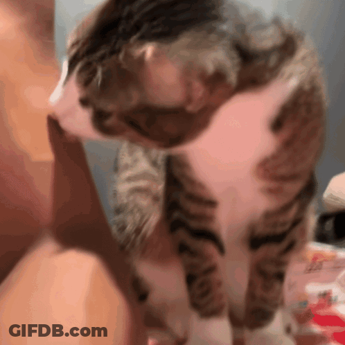 Cat Licking Foot Close Up GIF