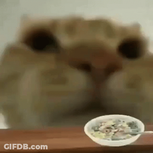 A Close Up Of A Cat Looking At A Bowl Of Food . GIF