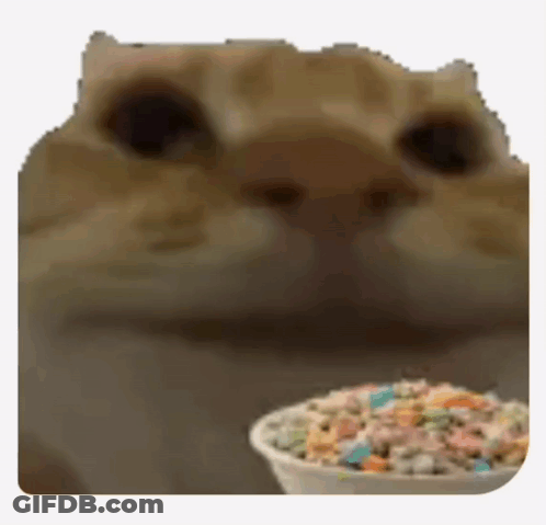 A Close Up Of A Cat Looking At A Bowl Of Marshmallows GIF