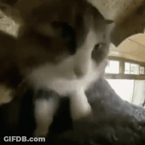 A Close Up Of A Cat Looking At Something GIF