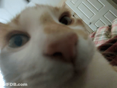 A Close Up Of A Cat Looking At The Camera GIF