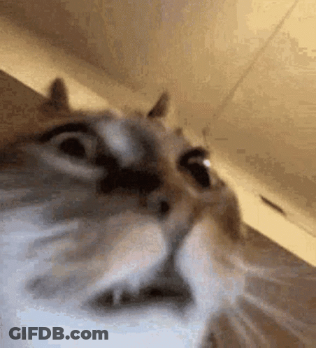 A Close Up Of A Cat Looking At The Camera . GIF