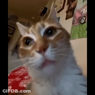 A Close Up Of A Cat Looking At The Camera In A Living Room . GIF
