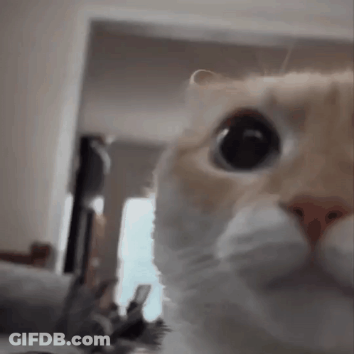 A Close Up Of A Cat Looking At The Camera In A Living Room . GIF