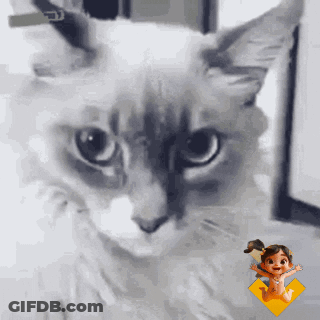 A Close Up Of A Cat Looking At The Camera With A Baby Doll In The Background GIF