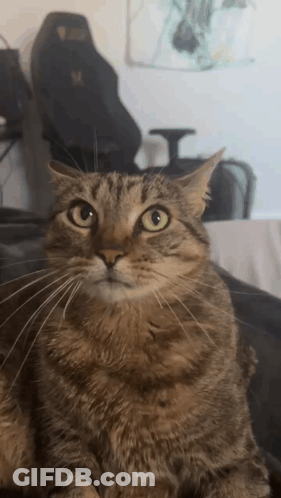A Close Up Of A Cat Looking At The Camera With A Black Chair In The Background GIF