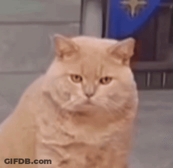 Close-Up Of Cat Looking At Camera With Blurred Background GIF