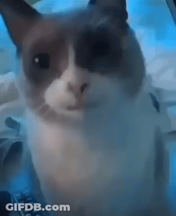 A Close Up Of A Cat Looking At The Camera With A Remote Control In The Background GIF