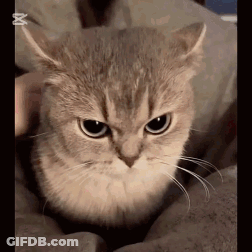 Close-Up Of Cat Looking At Camera With X Mark GIF