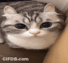 A Close Up Of A Cat Looking At The Camera With Big Eyes . GIF