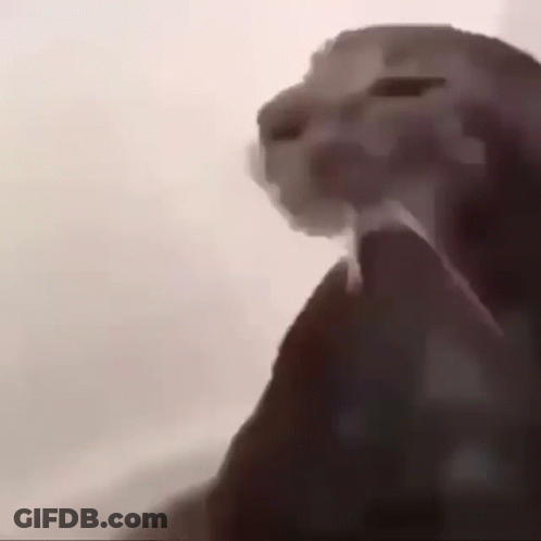 A Close Up Of A Cat Looking At The Camera With Its Mouth Open . GIF