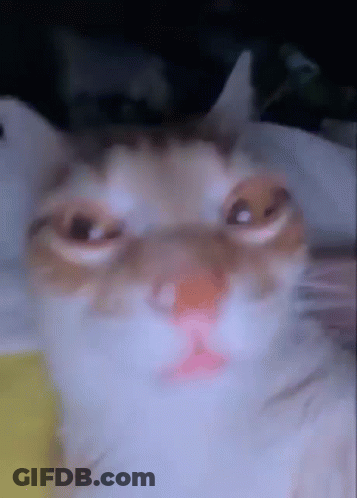 A Close Up Of A Cat Looking At The Camera GIF