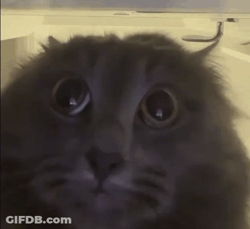 A Close Up Of A Cat Looking At The Camera GIF