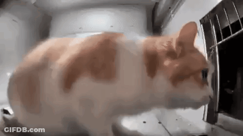 A Close Up Of A Cat Looking Into A Microwave Oven . GIF