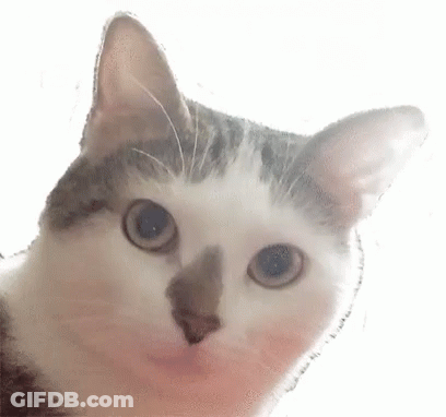 A Close Up Of A Cat Looking Up At The Camera . GIF