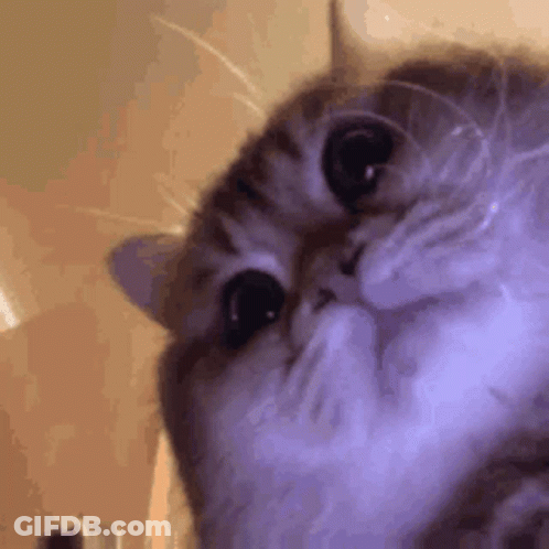 A Close Up Of A Cat Looking Up At The Camera . GIF