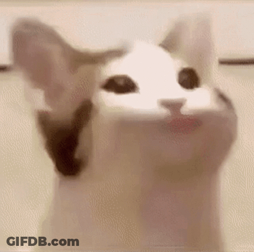 A Close Up Of A Cat Looking Up At The Camera With Its Mouth Open . GIF
