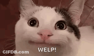 A Close Up Of A Cat Making A Funny Face And Looking At The Camera . GIF