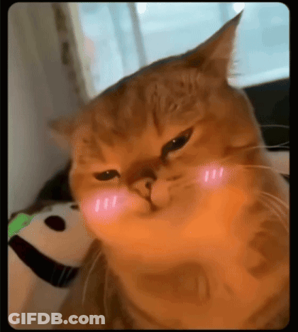 A Close Up Of A Cat Making A Funny Face With Its Paws On Its Cheeks . GIF
