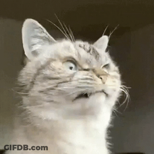 A Close Up Of A Cat Making A Surprised Face GIF