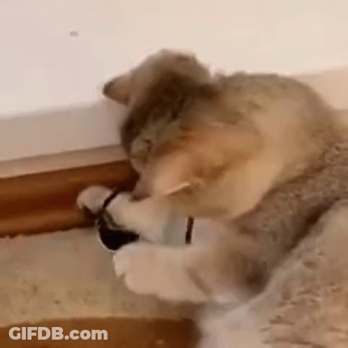 A Close Up Of A Cat Playing With A Shoe On A Floor . GIF