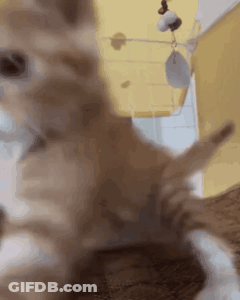 A Close Up Of A Cat Playing With A Toy GIF