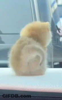 A Close Up Of A Cat 'S Ear On A Table GIF