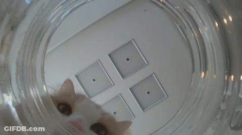 A Close Up Of A Cat 'S Eye Looking Through A Clear Glass GIF