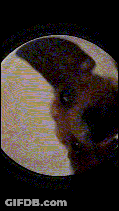 A Close Up Of A Cat 'S Eye Through A Magnifying Glass GIF