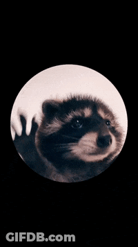 A Close Up Of A Cat 'S Eye With A Black Background GIF