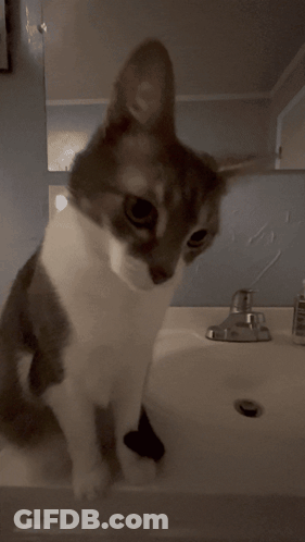 A Close Up Of A Cat 'S Eye With A Blurred Background GIF