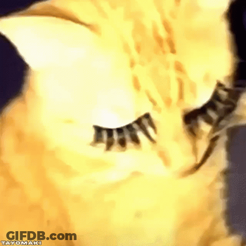 A Close Up Of A Cat 'S Eye With Fake Eyelashes . GIF