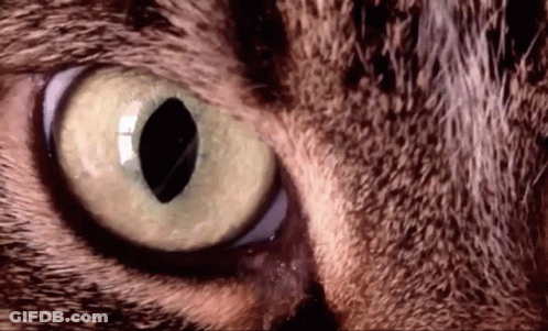 A Close Up Of A Cat 'S Eye With Green Eyes GIF
