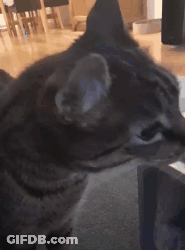 Close Up Of Cat's Eyes Looking GIF