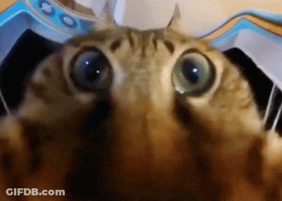 A Close Up Of A Cat 'S Eyes Looking Up At The Camera GIF