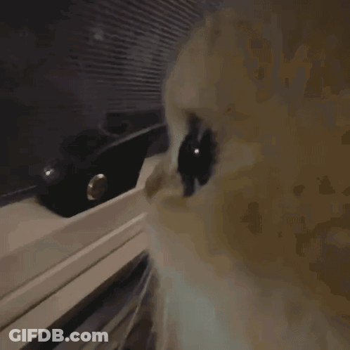 A Close Up Of A Cat 'S Eyes With A Black Object In The Background GIF