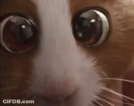 A Close Up Of A Cat 'S Eyes With A Very Large Pupil . GIF