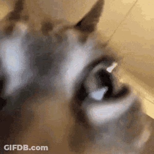A Close Up Of A Cat 'S Eyes With Its Mouth Open And Looking At The Camera . GIF
