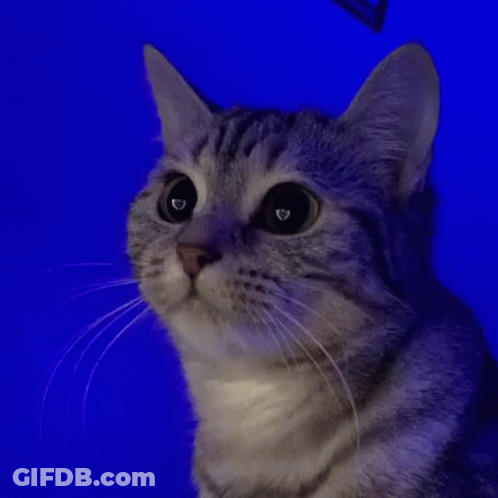 A Close Up Of A Cat 'S Face Against A Blue Background . GIF