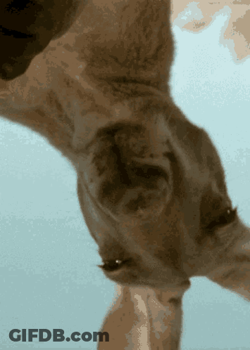 A Close Up Of A Cat 'S Face Against A Blue Sky GIF