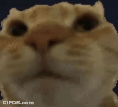 A Close Up Of A Cat 'S Face Against A Dark Blue Background . GIF