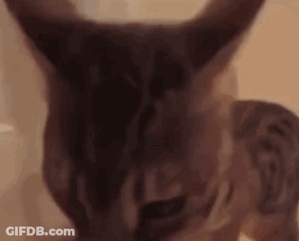 A Close Up Of A Cat 'S Face And Ears . GIF