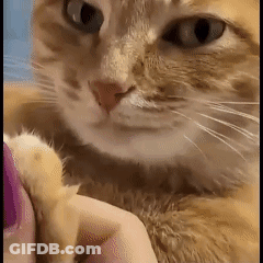 A Close Up Of A Cat 'S Face And Paw Being Held By A Person . GIF