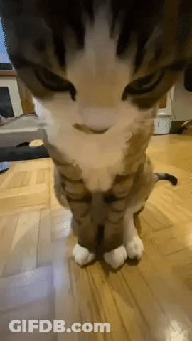 Close-Up Of Cat Face And Paws On Wood Floor GIF