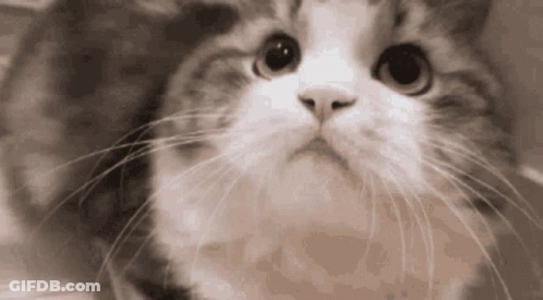 A Close Up Of A Cat 'S Face And Whiskers GIF