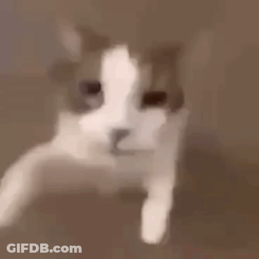 A Close Up Of A Cat 'S Face Behind A Glass . GIF