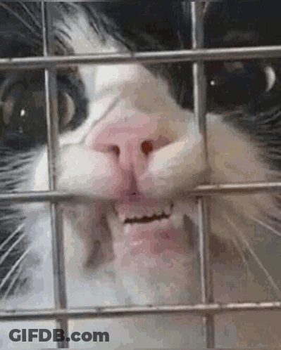 A Close Up Of A Cat 'S Face Behind Bars . GIF