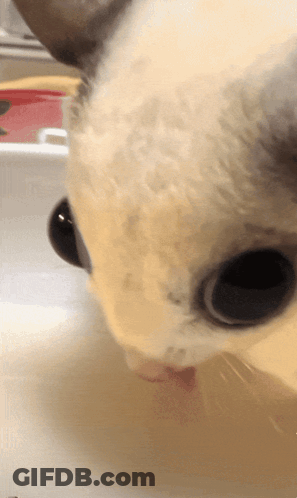 A Close Up Of A Cat 'S Face Drinking Milk GIF